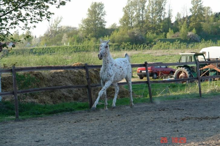 Anden særlig race lille gubban billede 15