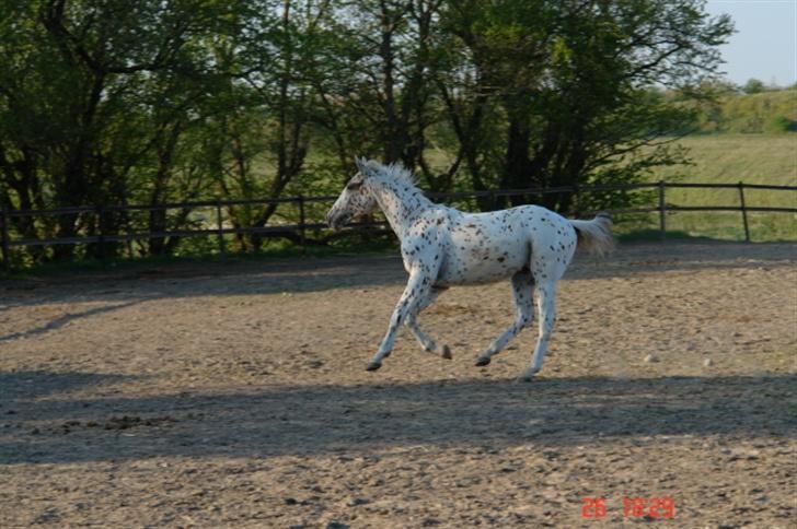 Anden særlig race lille gubban billede 16