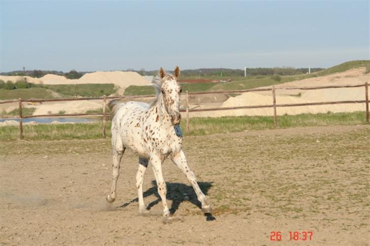 Anden særlig race lille gubban billede 17