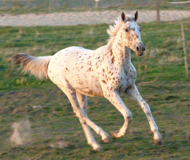 Anden særlig race lille gubban billede 18