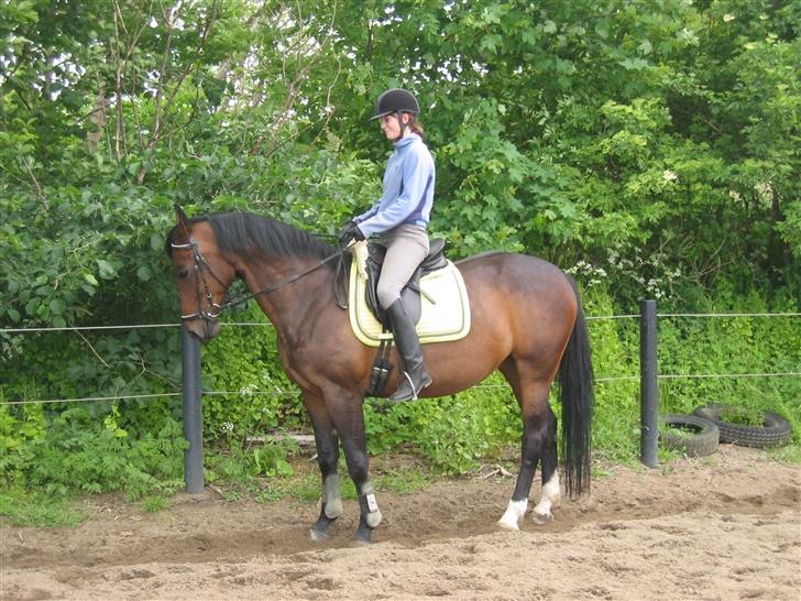 Anden særlig race Diva billede 11