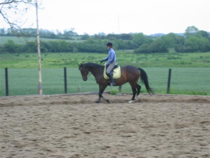 Anden særlig race Diva billede 12