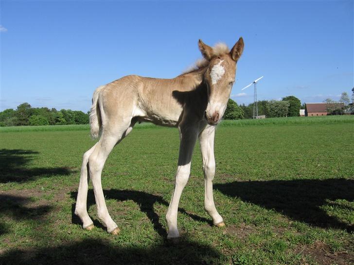 Haflinger Vidtskue Olivia *SOLGT* - 2 dage gammel og begynder at være nysgerrig. billede 3