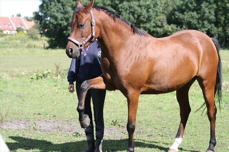 Arabisk fuldblod (OX) A/G'S FIRST FLAME OX 3884 - 2010 billede 14