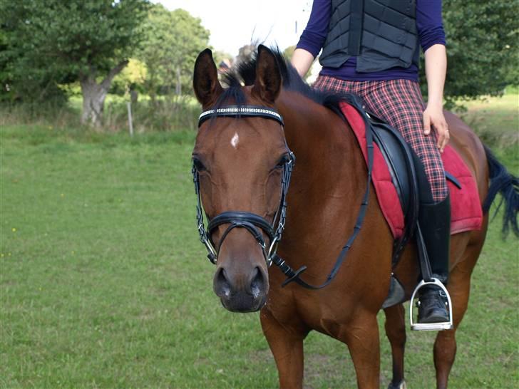 Arabisk fuldblod (OX) A/G'S FIRST FLAME OX 3884 - en lille charmer billede 16