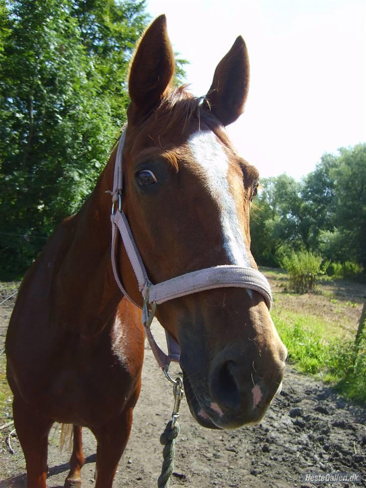 Trakehner Hakamada - Smuk smuk smuk!  billede 1