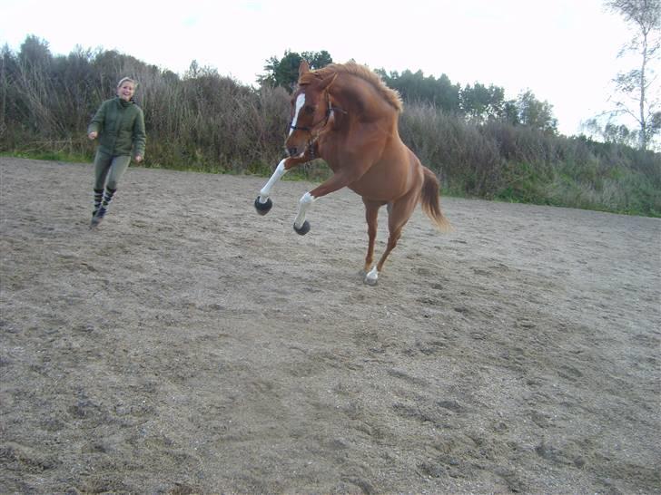 Trakehner Hakamada - Vildhesten xD billede 8