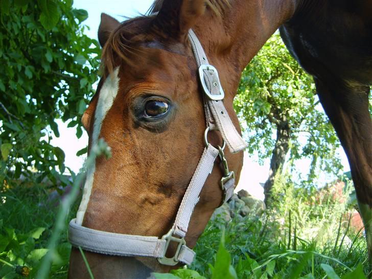 Trakehner Hakamada billede 9