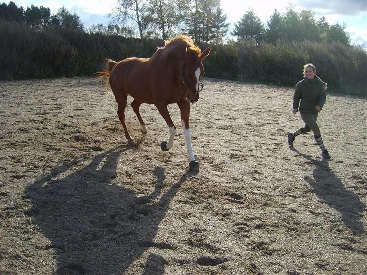 Trakehner Hakamada - Wee ^^, billede 11