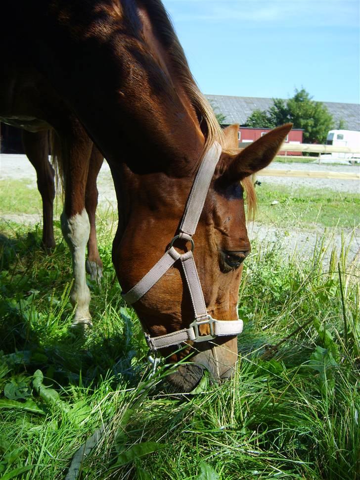 Trakehner Hakamada billede 17