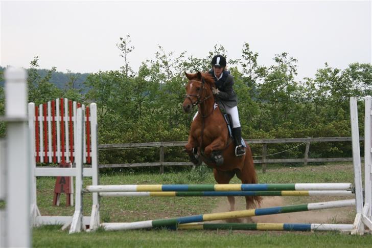 Anden særlig race La Rouge *Solgt* billede 12