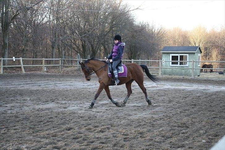 Arabisk fuldblod (OX) A/G'S FIRST FLAME OX 3884 - under genoptræning 2011 billede 17