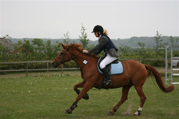 Anden særlig race La Rouge *Solgt* billede 13