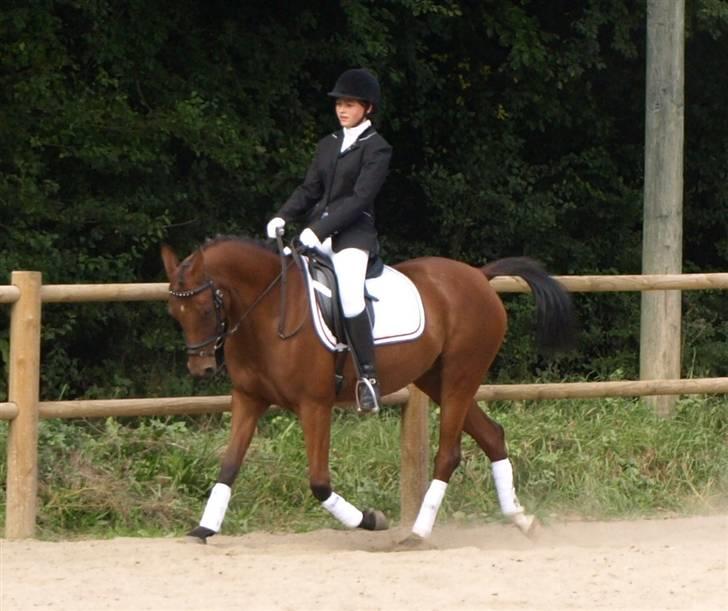 Arabisk fuldblod (OX) A/G'S FIRST FLAME OX 3884 - vores 2 stævne sammen billede 18