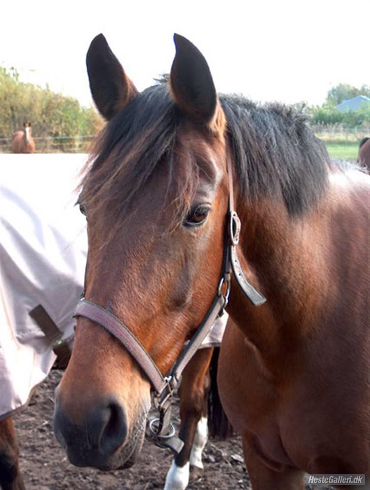 Anden særlig race Tøsen - hygge hygge.:} billede 6