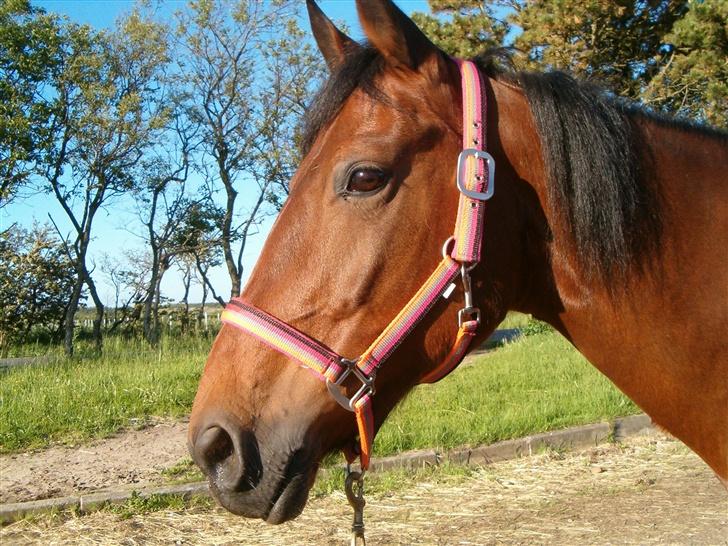 Anden særlig race Tøsen - hun er sku da fin billede 8