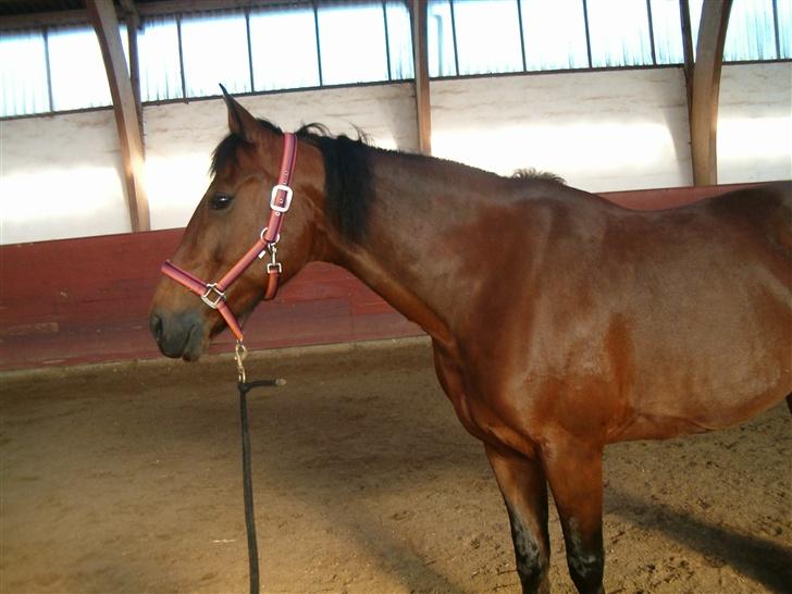 Anden særlig race Tøsen - miin flotte skat <33 billede 9