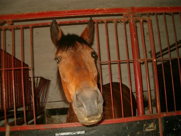 Anden særlig race Tøsen - vil du have et kys af MIG!! billede 10