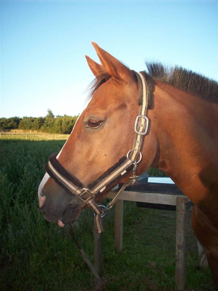 Anden særlig race Hovvejens Rex - sommer 08 billede 6