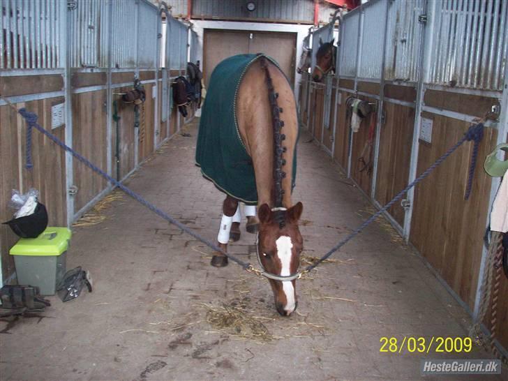 Anden s&#230;rlig race Hovvejens Rex - NYT. marts 09. inden st&#230;vnet :D billede 7