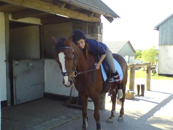 Anden s&#230;rlig race Hovvejens Rex billede 8