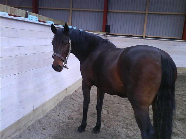 DSP Nikita billede 14