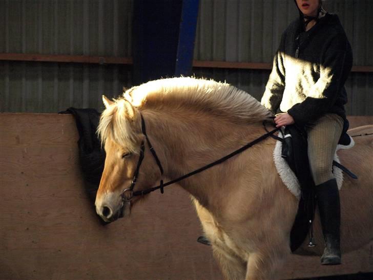 Fjordhest Clausen - FOTO: Mette Bendt VE 08/09 billede 1