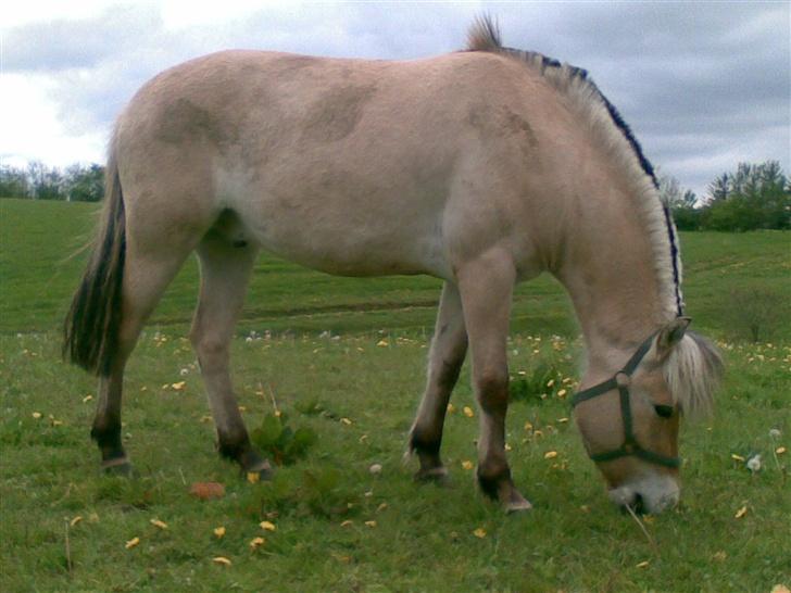 Fjordhest Clausen - dejlig krops bygning billede 2