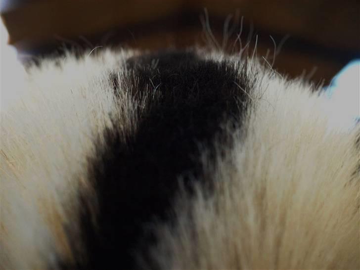 Fjordhest Clausen - FOTO: Mette Bendt VE 08/09 billede 3