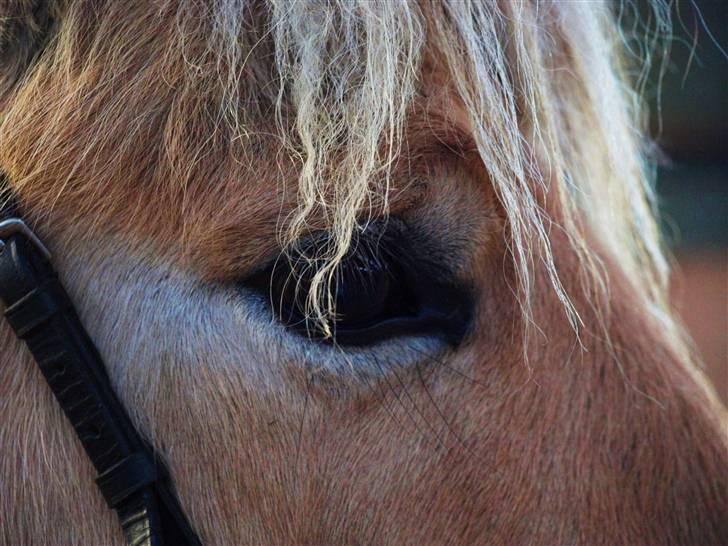 Fjordhest Clausen - FOTO: Mette Bendt VE 08/09 billede 4