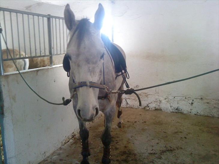 {{currentPhoto.altText}} billede {{currentPhoto.number}}