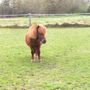 Shetlænder Bastian (hingst) r.i.p 16/12-12