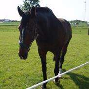 Hollandsk Varmblod Le Charmeur savner dig!!!