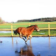 New Forest Langkildehus' Zanzara