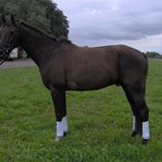 Anden særlig race Basano - Hvil i fred <3