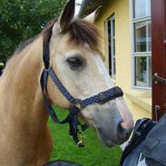 Anden særlig race Marong Wales <3