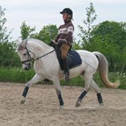 Connemara Misty elsket og savnet<33