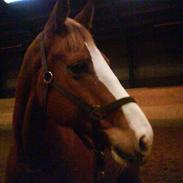 Anden særlig race Maron