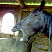 Traver Fleur De Caap