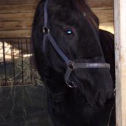 Traver Fleur De Caap