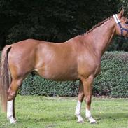 Dansk Varmblod Aladdin