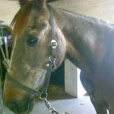 Anden særlig race Malou