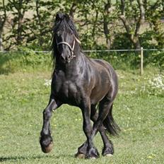 Frieser Wander - Solgt!