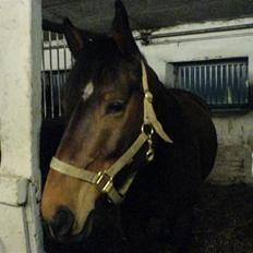 Anden særlig race Don Juan "Gammel part"