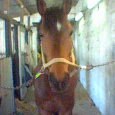 Anden særlig race Don Juan "Gammel part"