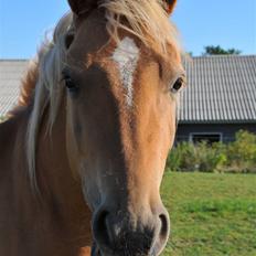 Haflinger Calina