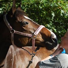 Fuldblod (XX) Mr. Fleming