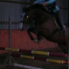 Hannoveraner A la Luigi R.I.P