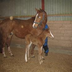 Dansk Varmblod Grøntang Diva SOLGT 