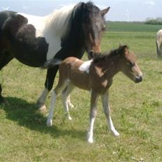 Shetlænder bianca /R.I.P